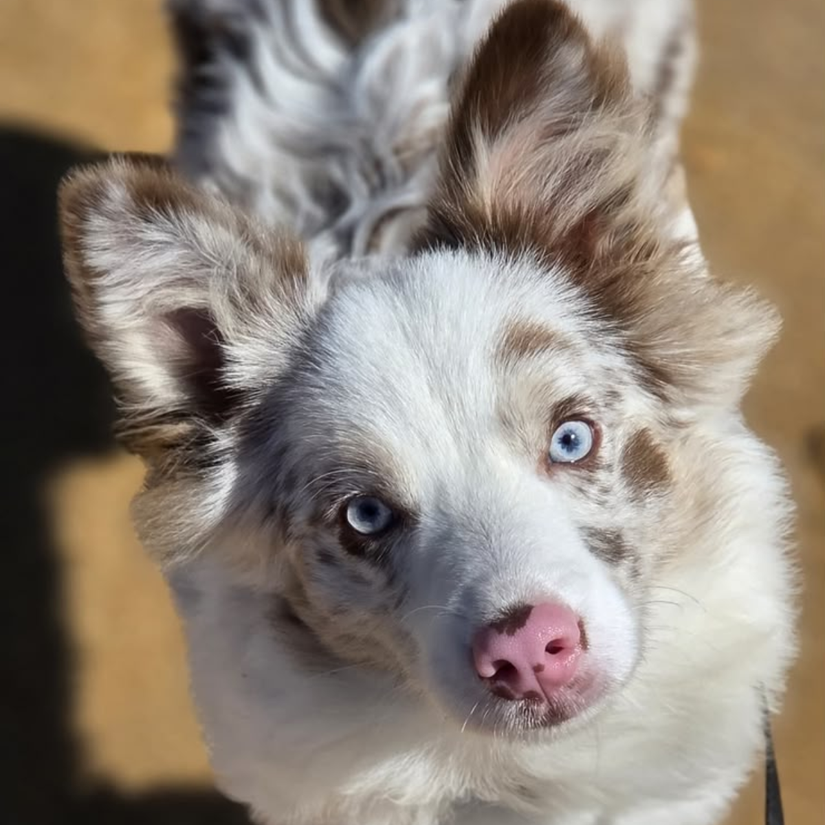 Border Collie feliz no Canil Border Place